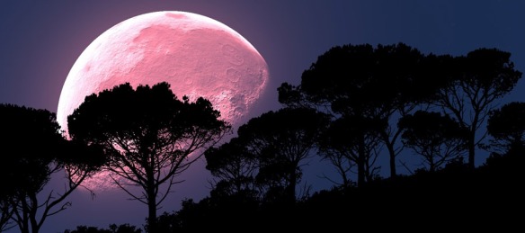 La Luna rosa